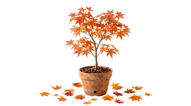 Japanese maple bonsai tree with orange autumn leaves, potted acer palmatum in terracotta planter, fall season indoor plant decoration isolated PNG with Transparent Background
