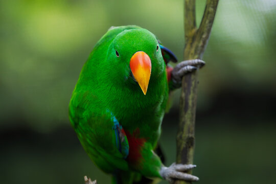 Green Eclectus Parrot Macaw