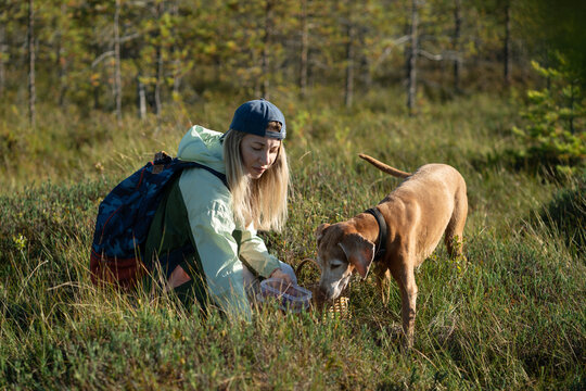 Woman forager with dog gathering wild berries and herbs at marshland in wild forest, positive mature female harvester sits on ground picking up edibles and interacting with pet, enjoys outdoor trip.