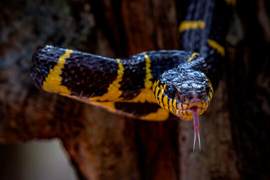 snake on a tree