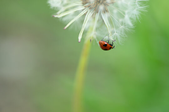 ナナホシテントウ虫」の写真素材 | 6,955件の無料イラスト画像 | Adobe