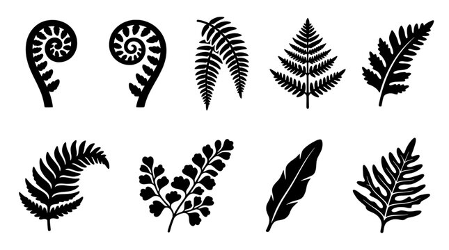 Minimalist botanical fern leaf vector silhouette set. Detailed wild foliage, tropical fronds, and fiddlehead elements perfect for nature logos, textile patterns, wall art, and packaging designs.
