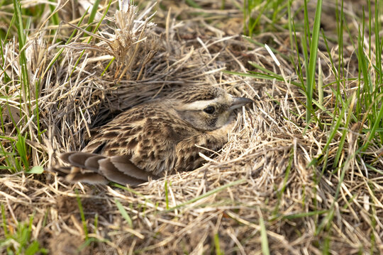 Female Horned Lark (Eremophila alpestris) tucks in low on her nest in a grassy field. Well hidden and camouflaged, this native bird incubates offspring in spring