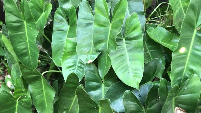 Lush green philodendron leaves growing in a tropical garden setting.