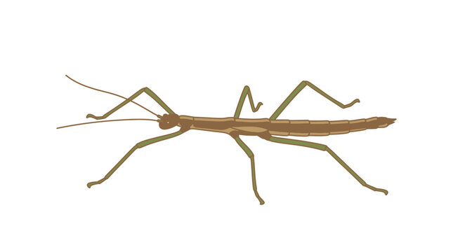 Minimalist vector illustration of a stick insect with clean black outline on white background