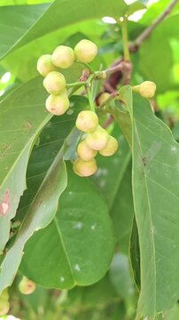Close-up of young unripe water apple fruits growing on a tree branch with green leaves