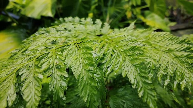 Lush green fern fronds with delicate leaves close up in garden environment