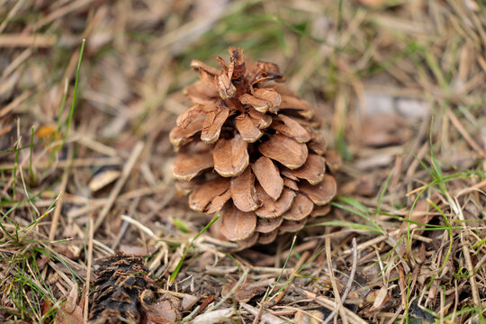 pine cone on the ground