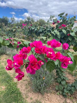 santa rita flowers in garden
