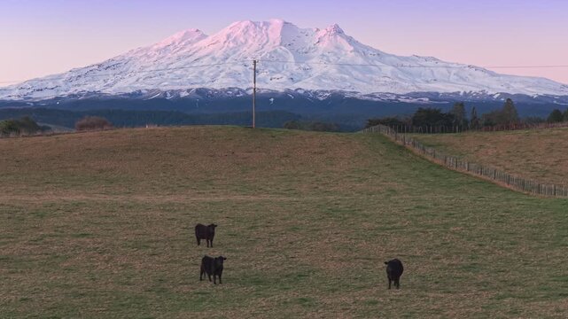 Black cows grazing in a rural paddock beneath the majestic snow-capped Mount Ruapehu in Tongariro National Park, New Zealand.