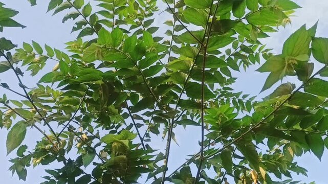 the leaves of the trees are blown by the wind. 4k Video
