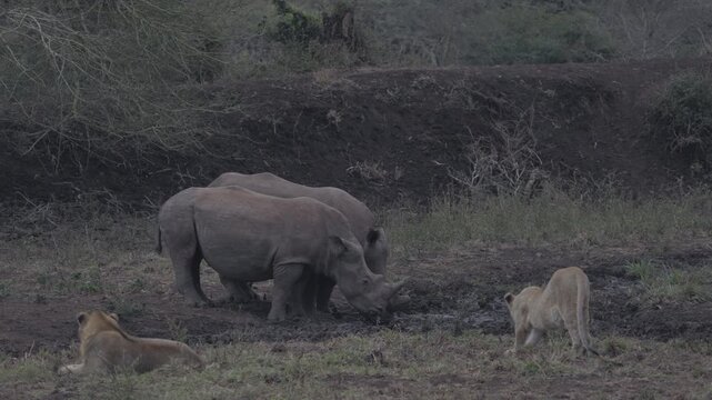 Two white rhinoceroses drink at a waterhole while two lions rest nearby. One lioness gets up, stretches, and moves closer to the rhinos in KwaZulu-Natal, South Africa.