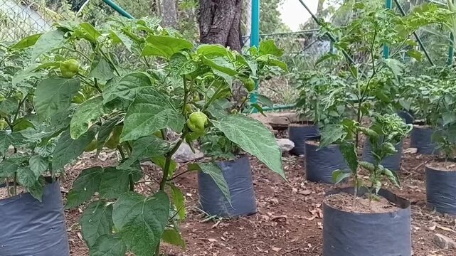 Healthy Fruiting Nai Miris Chili Plant in Foreground with Leaf Curl Virus Infected Pepper Plant in Background