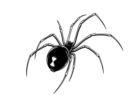 Black widow spider is depicted in a clean digital graphic illustration style to showcase its iconic hourglass marking on a plain white background.