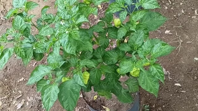 Top Down Overhead Close Up of Fruiting Nai Miris Chili Plant Showing Early Symptoms of Leaf Curl Disease