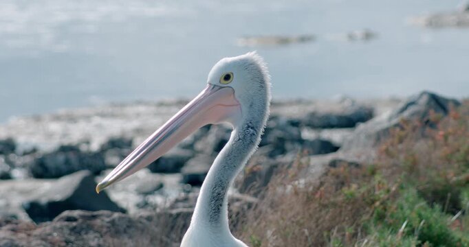 Close-up portrait of a pelican holding still and staring directly into the camera, with soft sunlight illuminating its feathers. Detailed wildlife footage highlighting the bird's distinctive feathers
