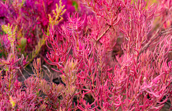 Red seablite (Sueda maritima) growing in acidic coastal soil within a tropical mangrove ecosystem. Blue carbon habitats, natural carbon sequestration, climate resilience and wetland conservation.