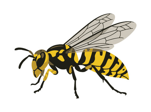 Yellow jacket wasp illustration, isolated on white background, detailed insect drawing.
