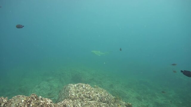 Underwater videoclip of the endangered Leopard shark or Zebra shark. From a scuba dive in Thailand