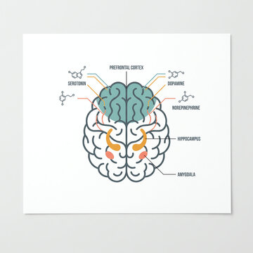 Flat Design Human Brain Infographic with Labeled Regions and Neurotransmitter Pathways