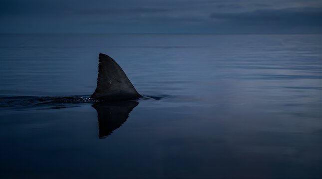 Great white shark dorsal fin swimming in dark blue ocean water