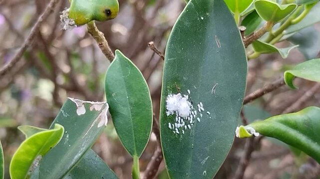 Mealybugs (Pseudococcidae) infestation sucking sap on green plant leaves and stems in garden