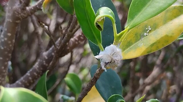Mealybugs (Pseudococcidae) infestation sucking sap on green plant leaves and stems in garden