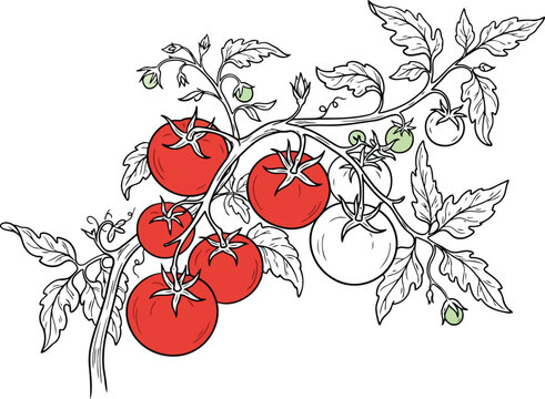 Fresh red tomatoes growing on a vine with green leaves hand drawn artistic sketch illustration