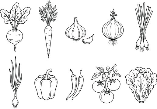 Hand drawn set of fresh organic vegetables including carrot beet onion garlic tomato pepper and lettuce in a simple black and white line art sketch style illustration