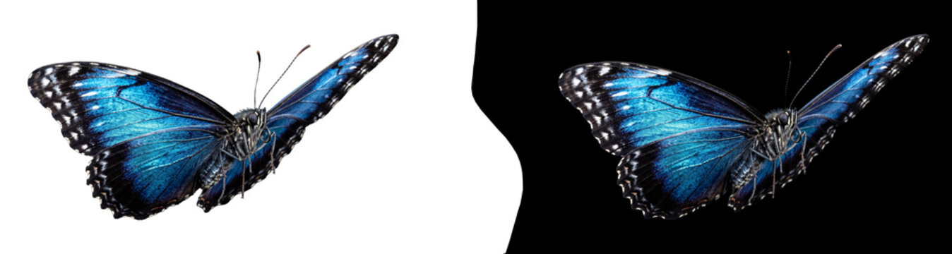 Blue morpho butterfly isolated on transparent background