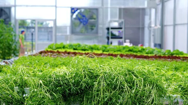 A motion of fresh green plants growing in a hydroponic farm, with farmer walking in background.