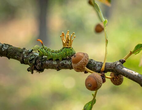 Green caterpillar wearing gold crown on oak branch with acorns.