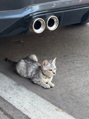 cat so cute © Kirana