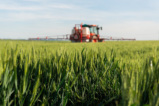 Tractor spraying wheat field with sprayer, herbicides and pesticides