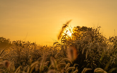 Obraz premium Golden sunrise illuminating wild foxtail grass in a peaceful rural meadow, backlit nature landscape with warm morning sunlight, soft silhouettes, tranquil countryside scenery and copy space background