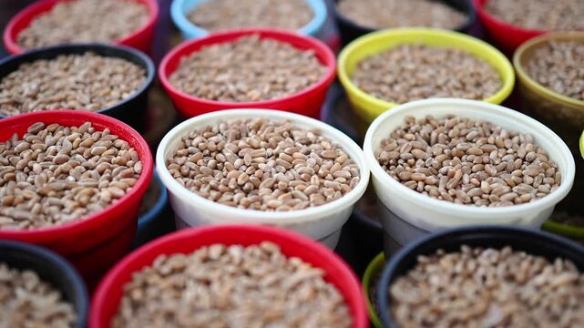 Exploring different types of seeds in colorful containers