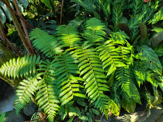 Fresh green tropical fern leaves illuminated by natural sunlight in a lush garden. © Wahyudi