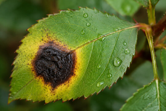 Close-up of a rose leaf with a dark canker spot and dewdrops.