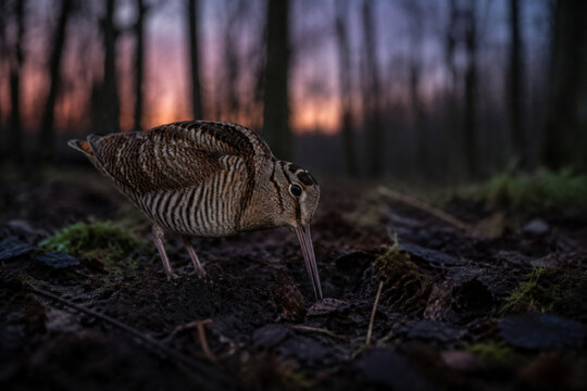 A woodcock in a twilight forest, its long bill probing the damp soil.