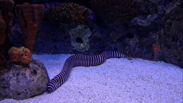 Zebra Moray Eel moving across sandy seabed in aquarium