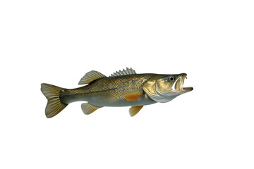Naklejka premium Slender freshwater fish swimming side view isolated on transparent background