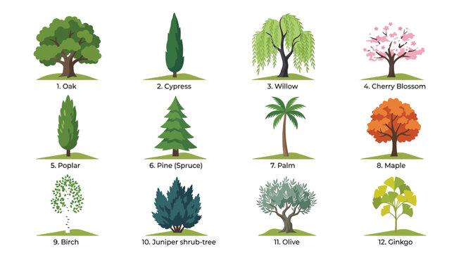 Educational vector illustration showcasing twelve distinct tree species with labeled names on a clean white background