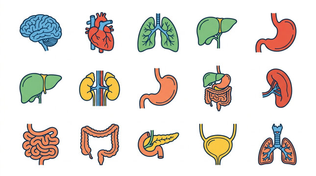 Colorful Illustrated Human Organ Collection.
