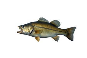 Naklejka premium Broad freshwater fish side view isolated on transparent background