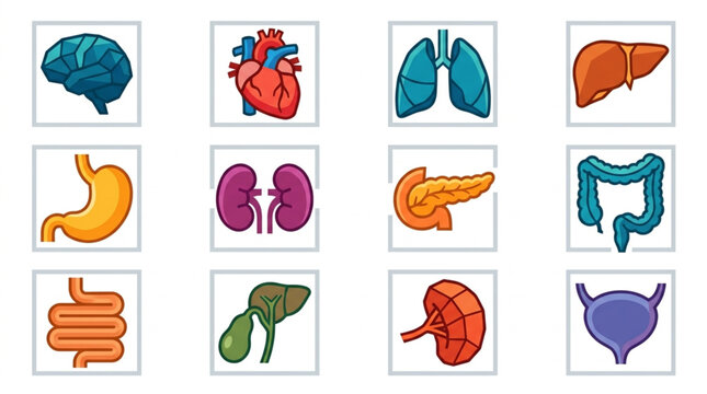 Colorful Illustrated Human Organ Collection.