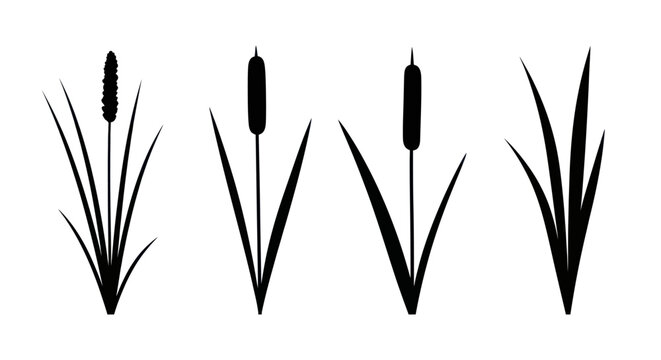 Black silhouettes of cattail plants and tall grass.