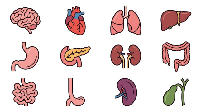 Colorful Illustrated Human Organ Collection.