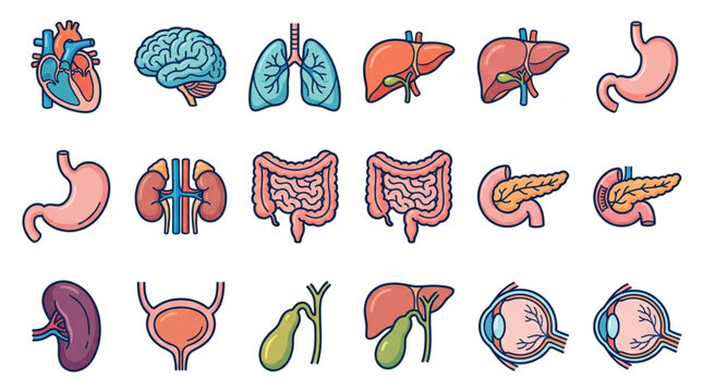 Colorful illustrated human organ collection set.