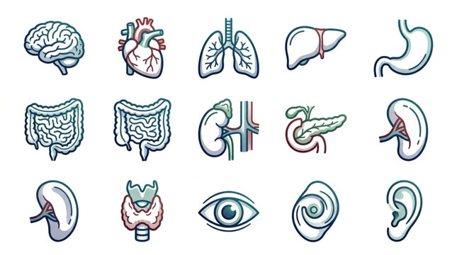 Colorful illustrated human organ collection set.