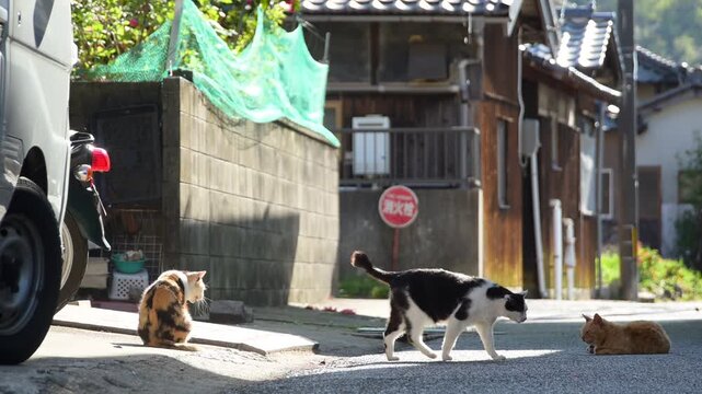 北木島の路地でくつろぐ3匹の猫 （岡山県笠岡市北木島町, 2026年4月）